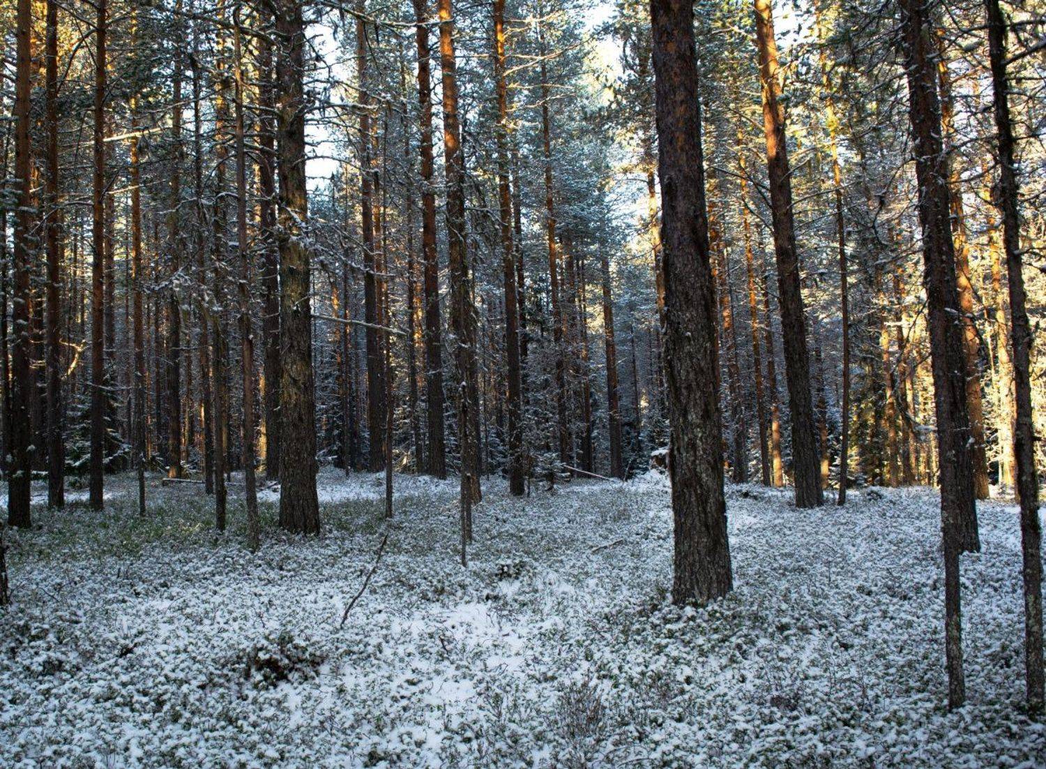 , Марина Никулина