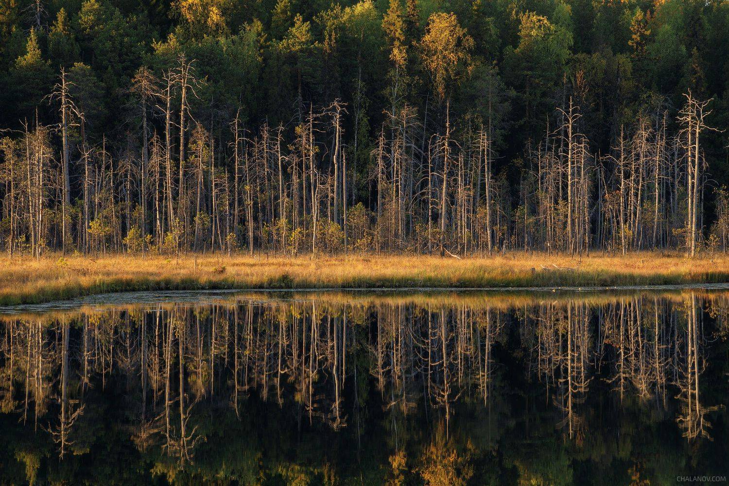 пейзаж, закат, осень, озеро, отражения, север, коми, болото, лес, тайга, landscape, sunset, lake, swamp, forest, reflections, Чаланов Иван