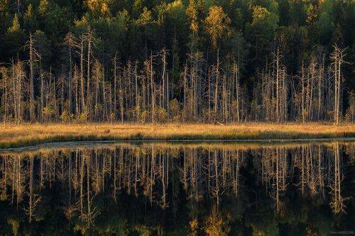 Граница болота и леса в отражении озера Ырымвад