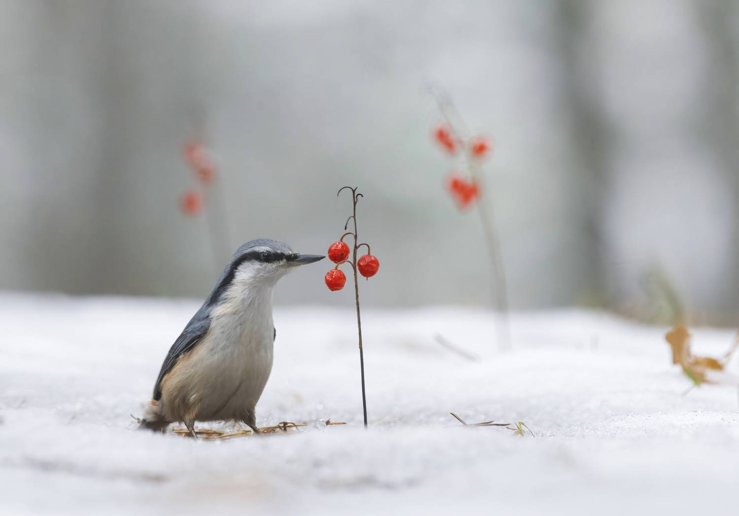 птицы,природа, осень, Андрей Киселёв
