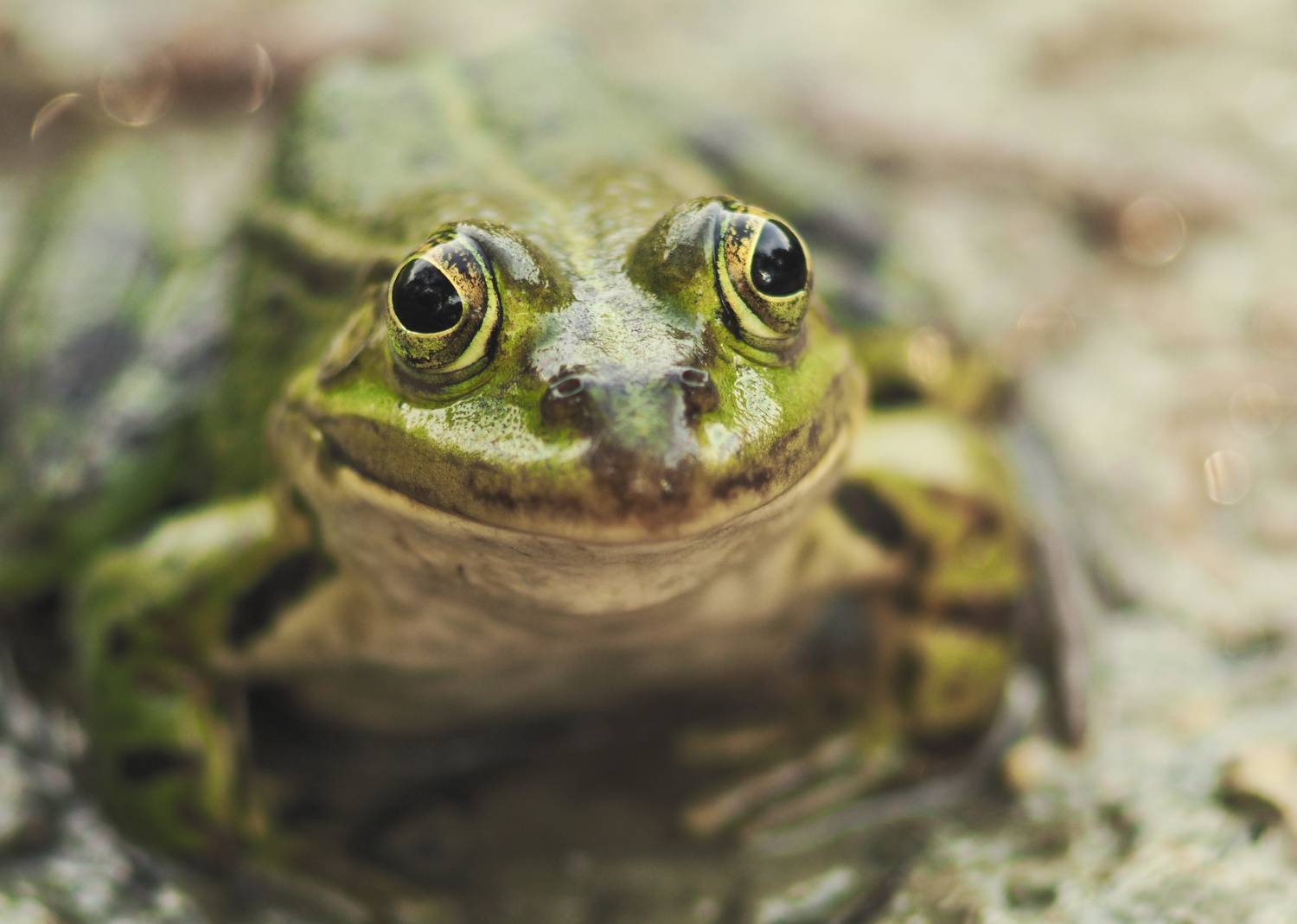 frog, macro, лягушка, макро, зелёный, Ирина Протченко