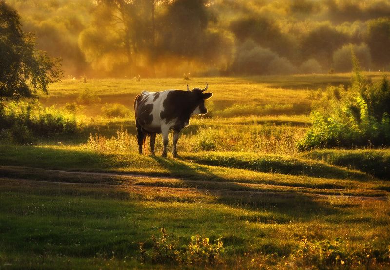 А где же лето? фото превью