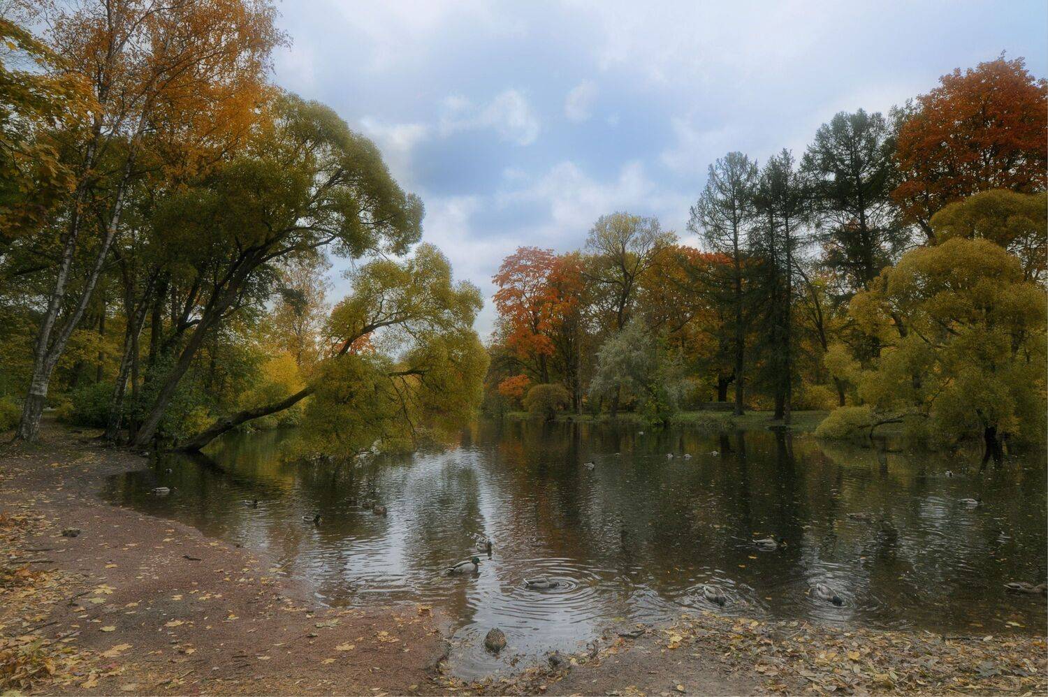 пруд утки деревья листья, Вера Петри