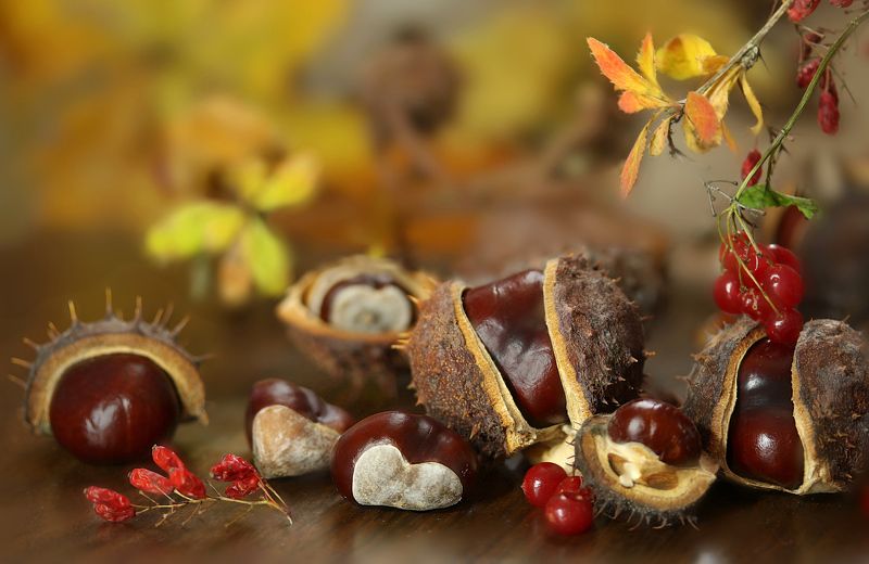 осень, листья, каштаны  фото превью