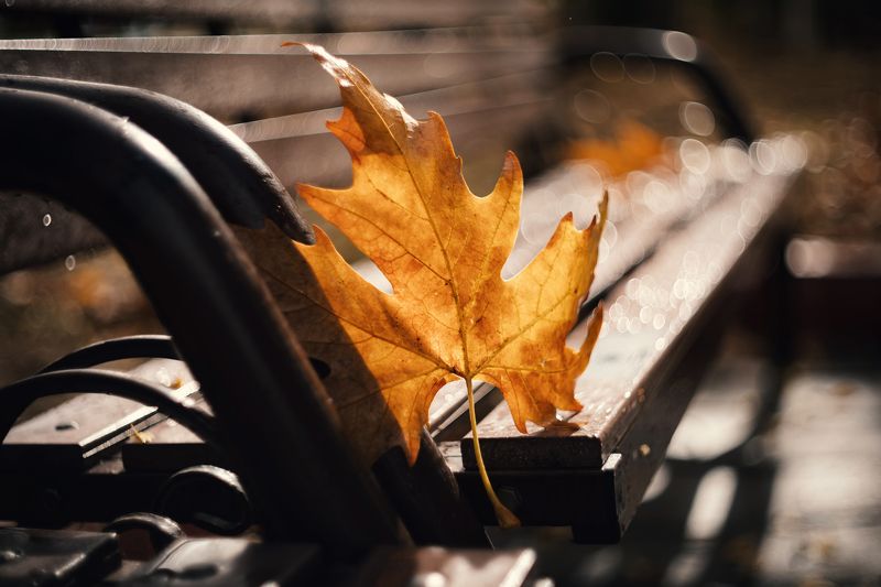 В моём городе листопад. фото превью