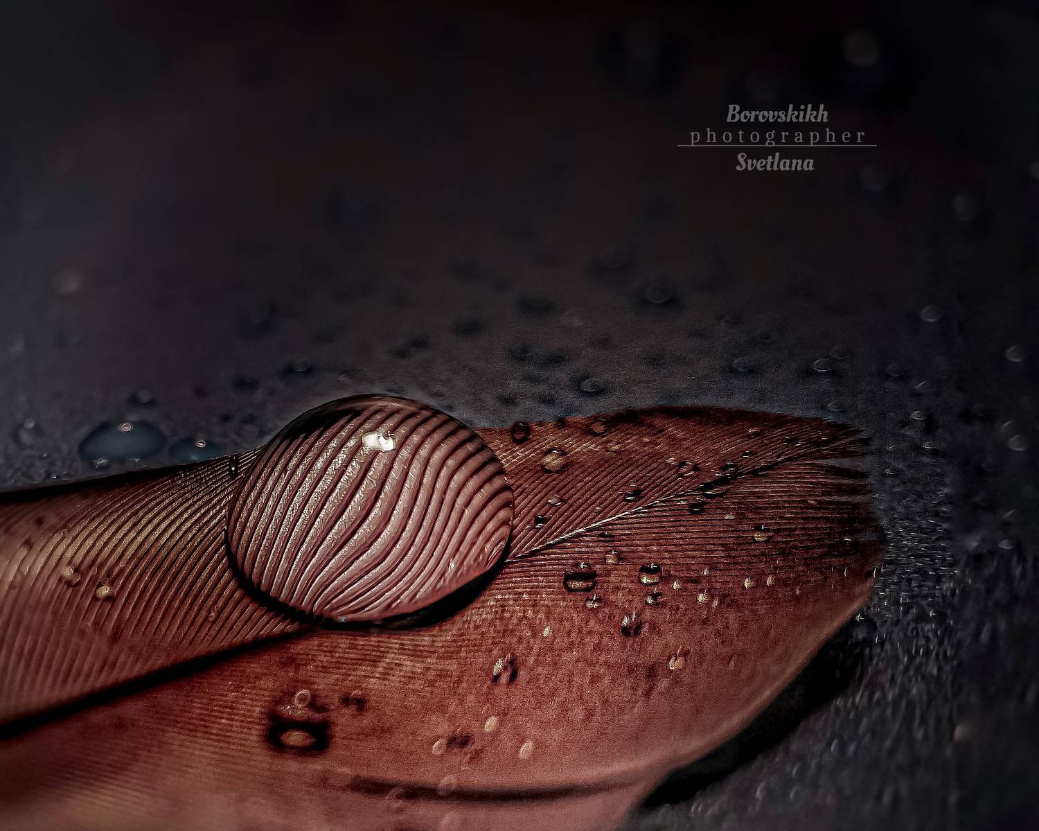 макро,  макро на телефон, macro, macro lens, капля, перо, низкий ключ, dark photo, Светлана Боровских