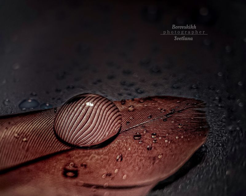 макро,  макро на телефон, macro, macro lens, капля, перо, низкий ключ, dark photo Капля фото превью