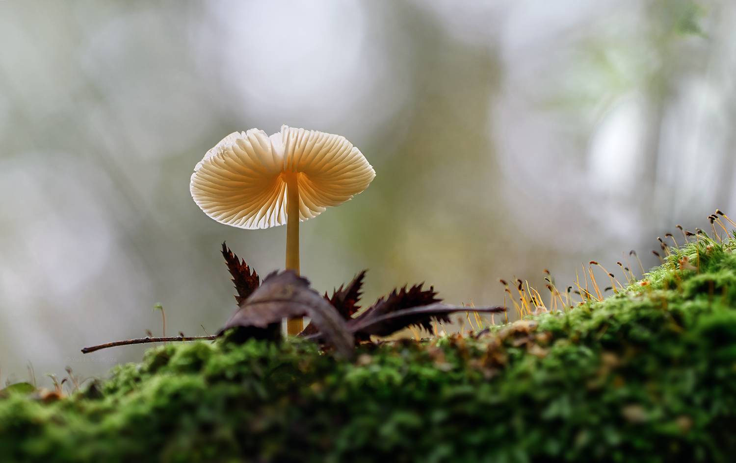 поганка, гриб, макро, macro, Ершова Юлия