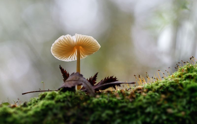 поганка, гриб, макро, macro Поганочка фото превью