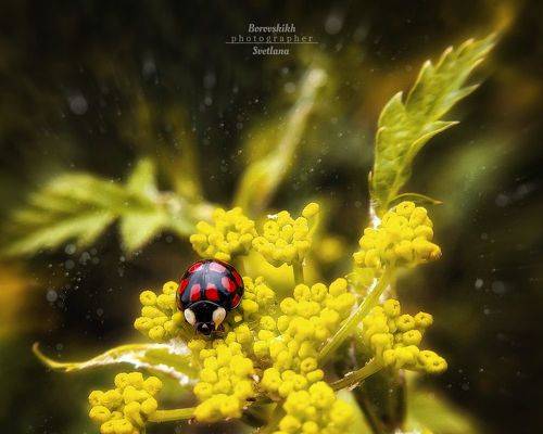 Божья коровка