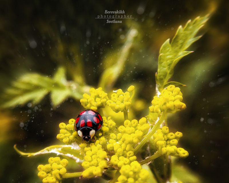 макро,  макро на телефон, macro, macro lens, божья коровка, боке, низкий ключ, dark photo Божья коровка фото превью