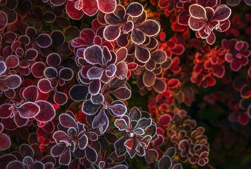 Серебро инея