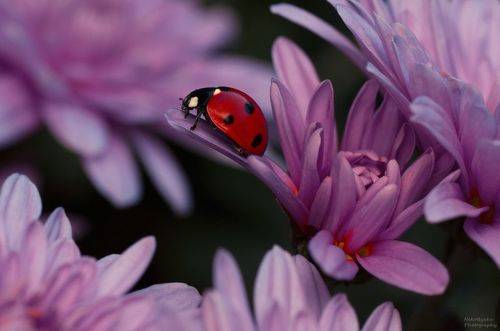 С сердечком на боку