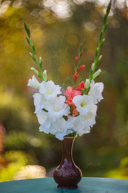 гладиолус, белый, осень, дача, натюрморт Нежной осени букет фото превью