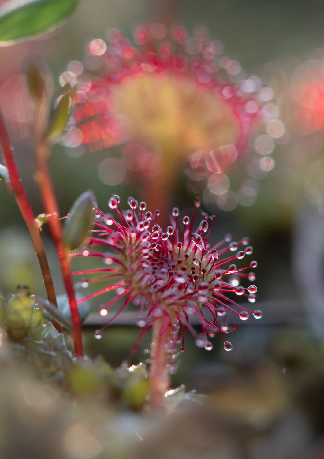 macro, flowers, росянка, цветы, Рохмистрова Мария