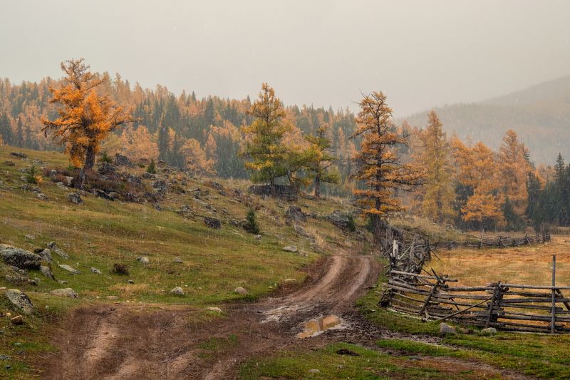Эх, дороги... Пыль да туман, Холода, тревоги Да степной бурьян... фото превью