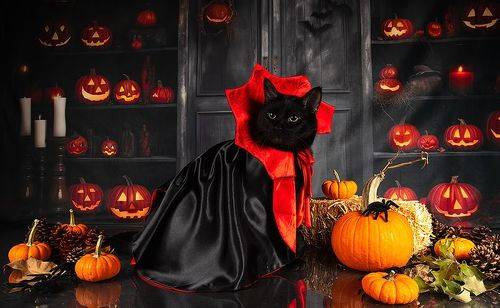 Happy Нalloween! Котики для Хэллоуина!