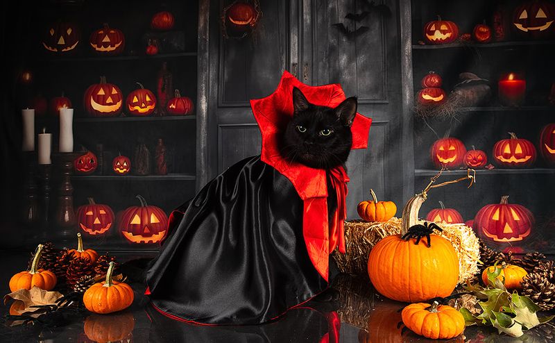 хэллоуин, кот, чёрный кот, black cat, cat, животные, кузя, нalloween,  маркиз, котенок Happy Нalloween! Котики для Хэллоуина! фото превью