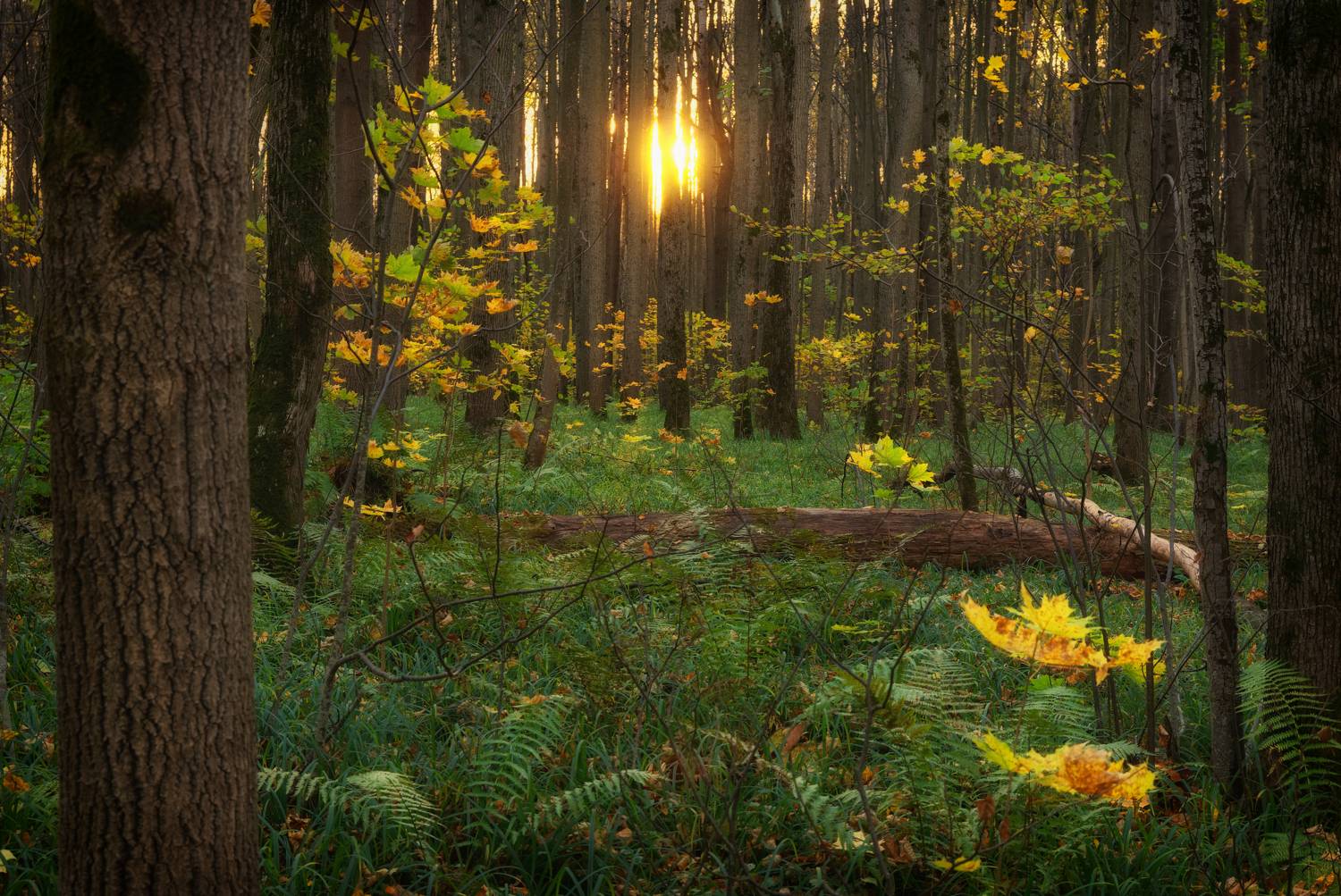 закат, лес, липы, папоротник, sunset, linden, hdr, Пётр Калачев