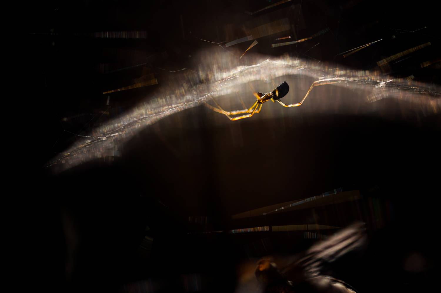 , Викулов Николай