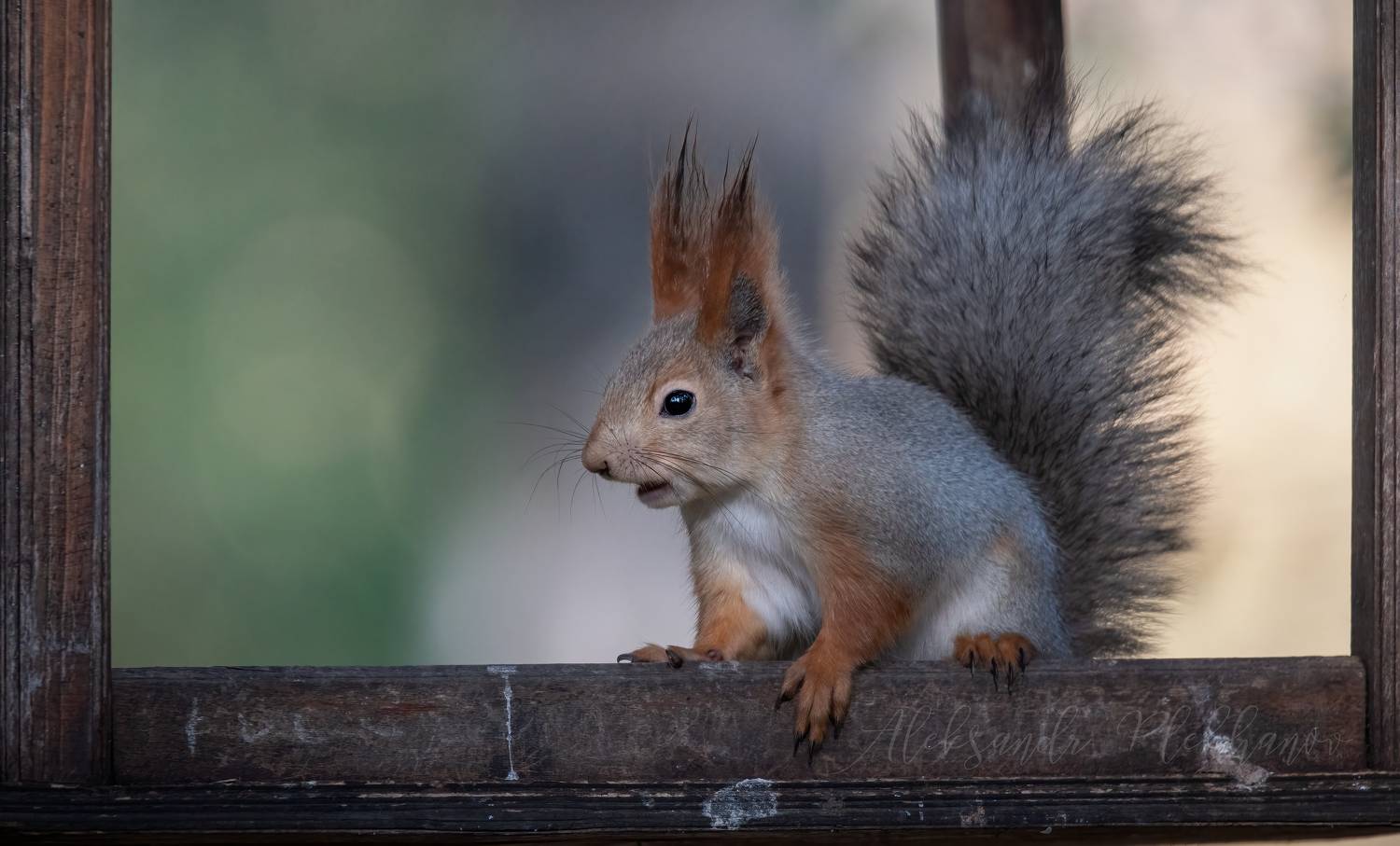 , Плеханов Александр
