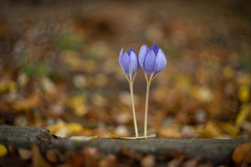 Октябрьские крокусы взошли. фото превью