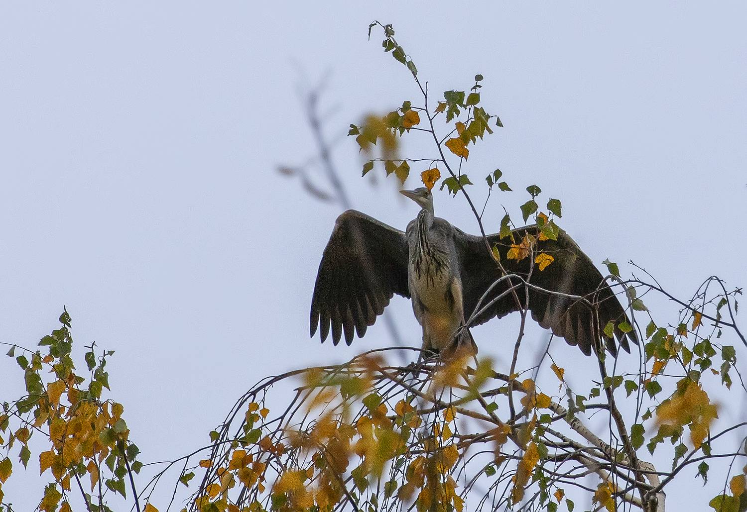 птицы, цапля, парк, дерево, Широких Александр