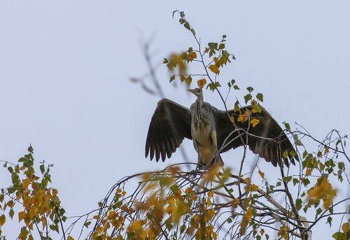 Расправляя крылья