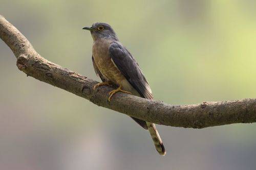 Common hawk-cuckoo