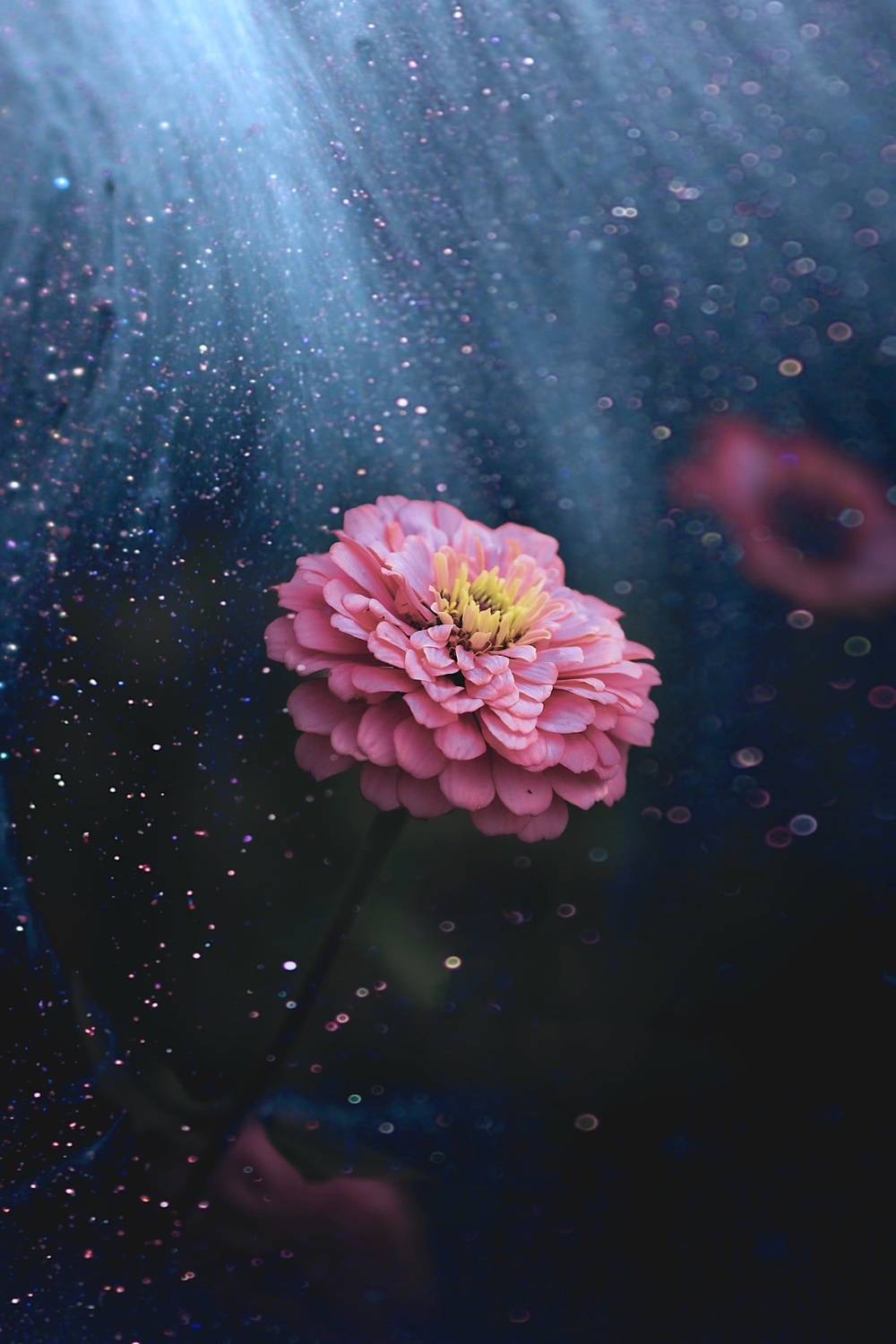 макро, macro, цветы, flower, Julia Kaissa