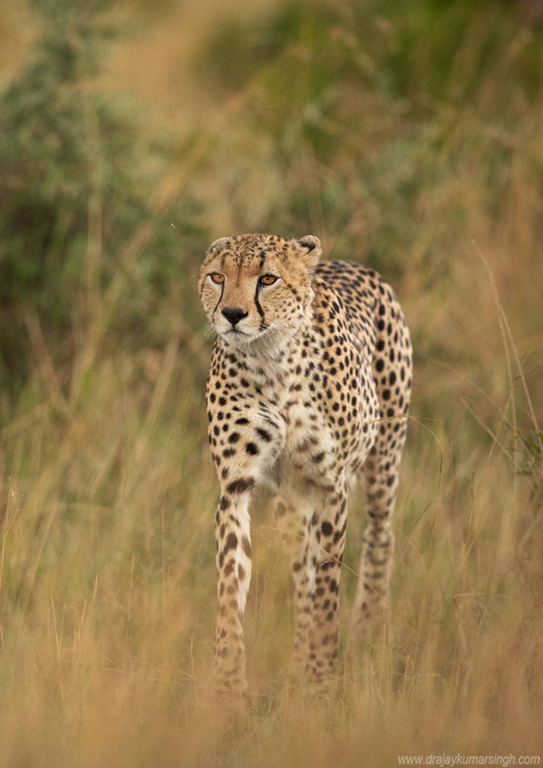 Cheetah Savannah Masai Mara, Dr Ajay Kumar Singh