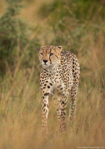 Cheetah