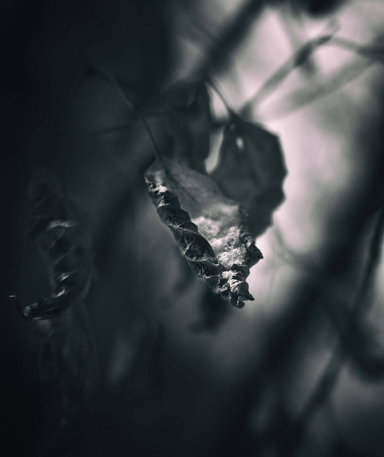 монохром, осень, октябрь листья в снегу, Vera Trandina