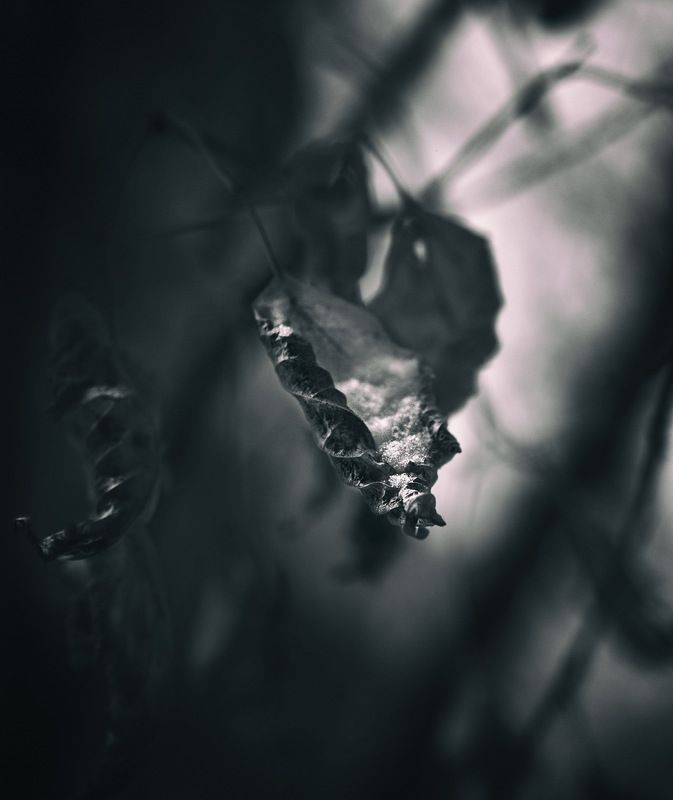 монохром, осень, октябрь листья в снегу Октябрь фото превью