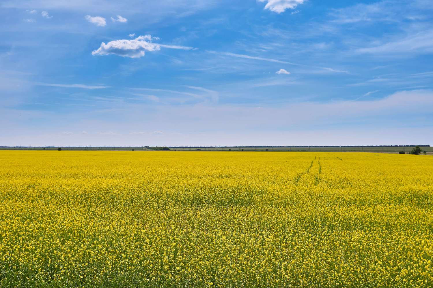 Mustard fields, volgograd, russia, landscapes, , Сторчилов Павел
