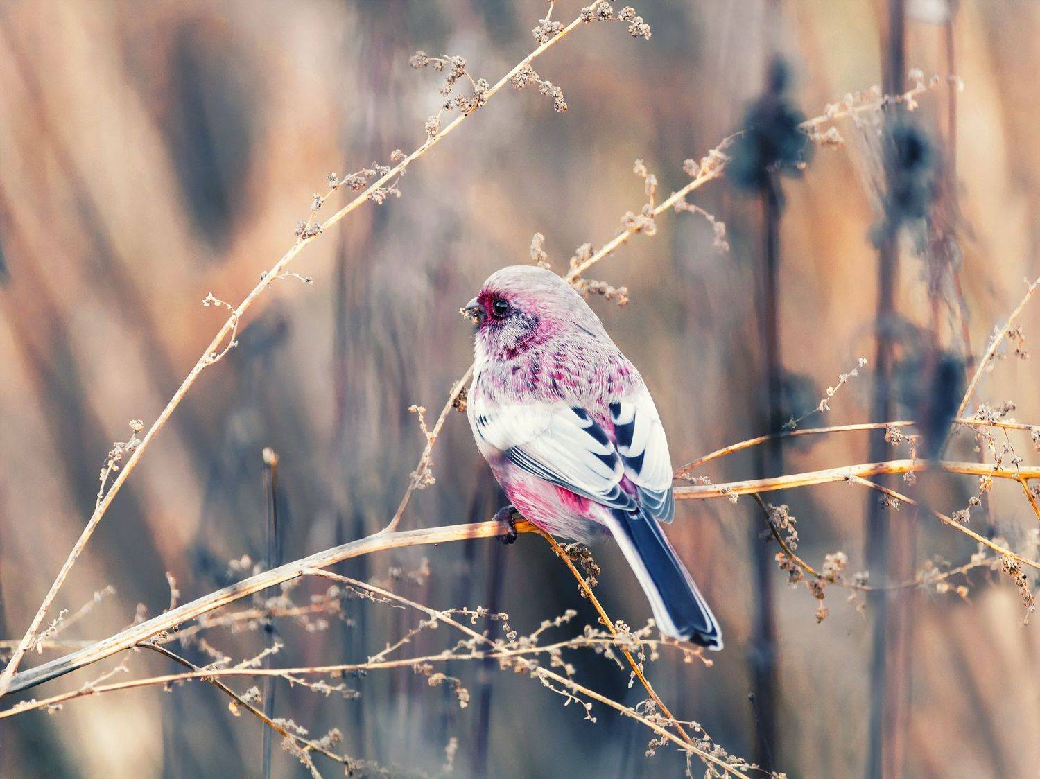 птица, урагус, самец,, Марина Мочалова