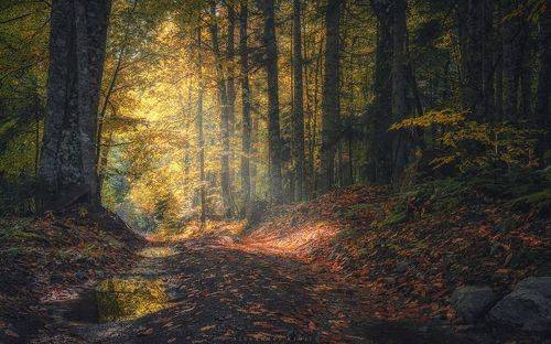 Утро в буковом лесу