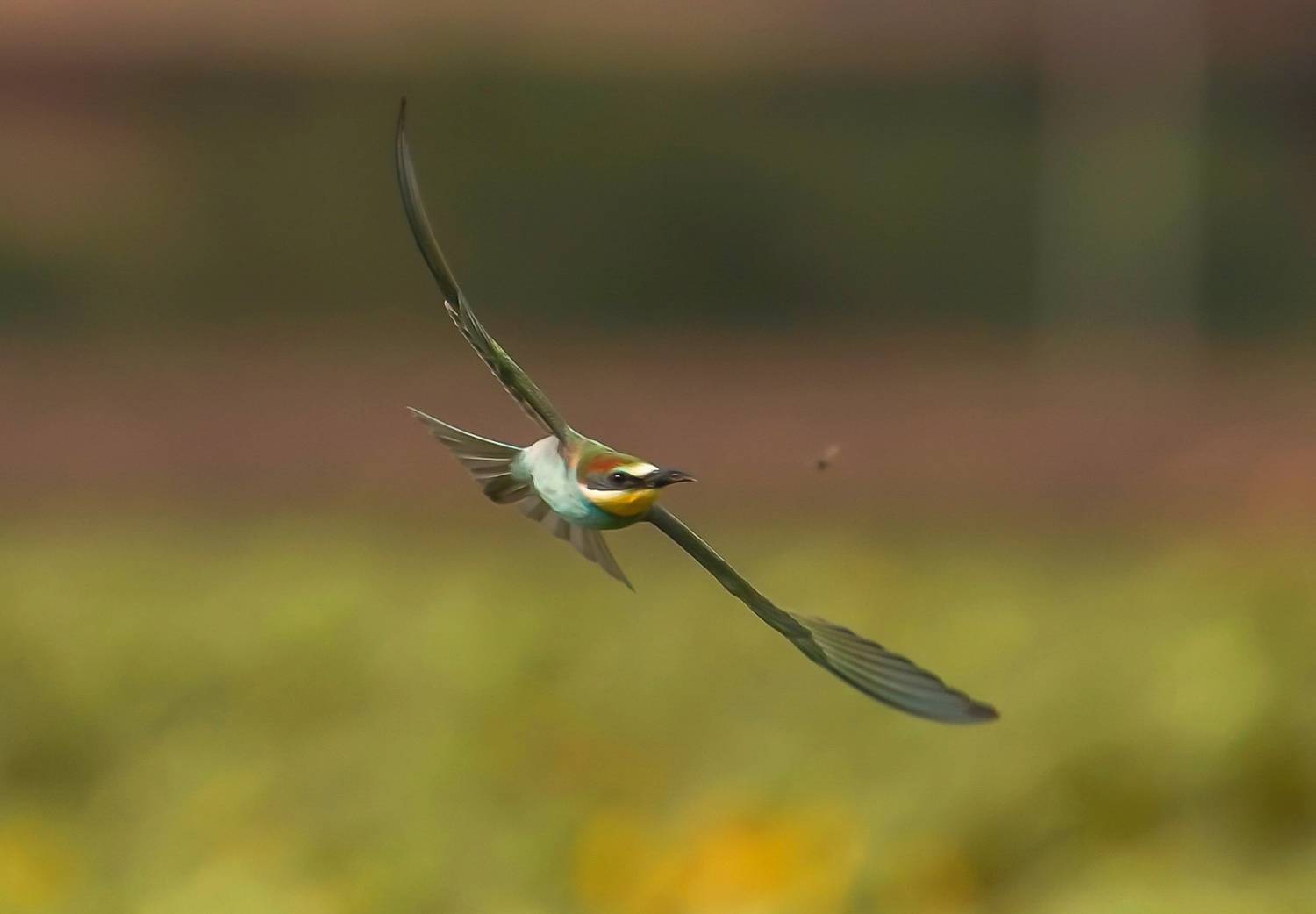 , Красимир Георгиев