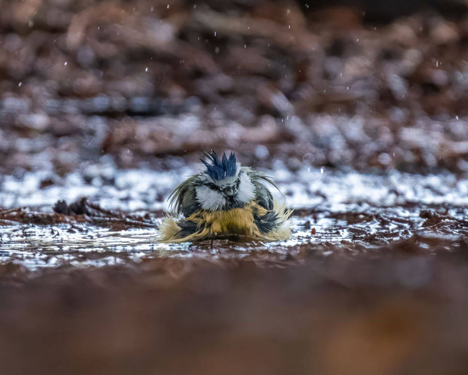 , Дэм Константин