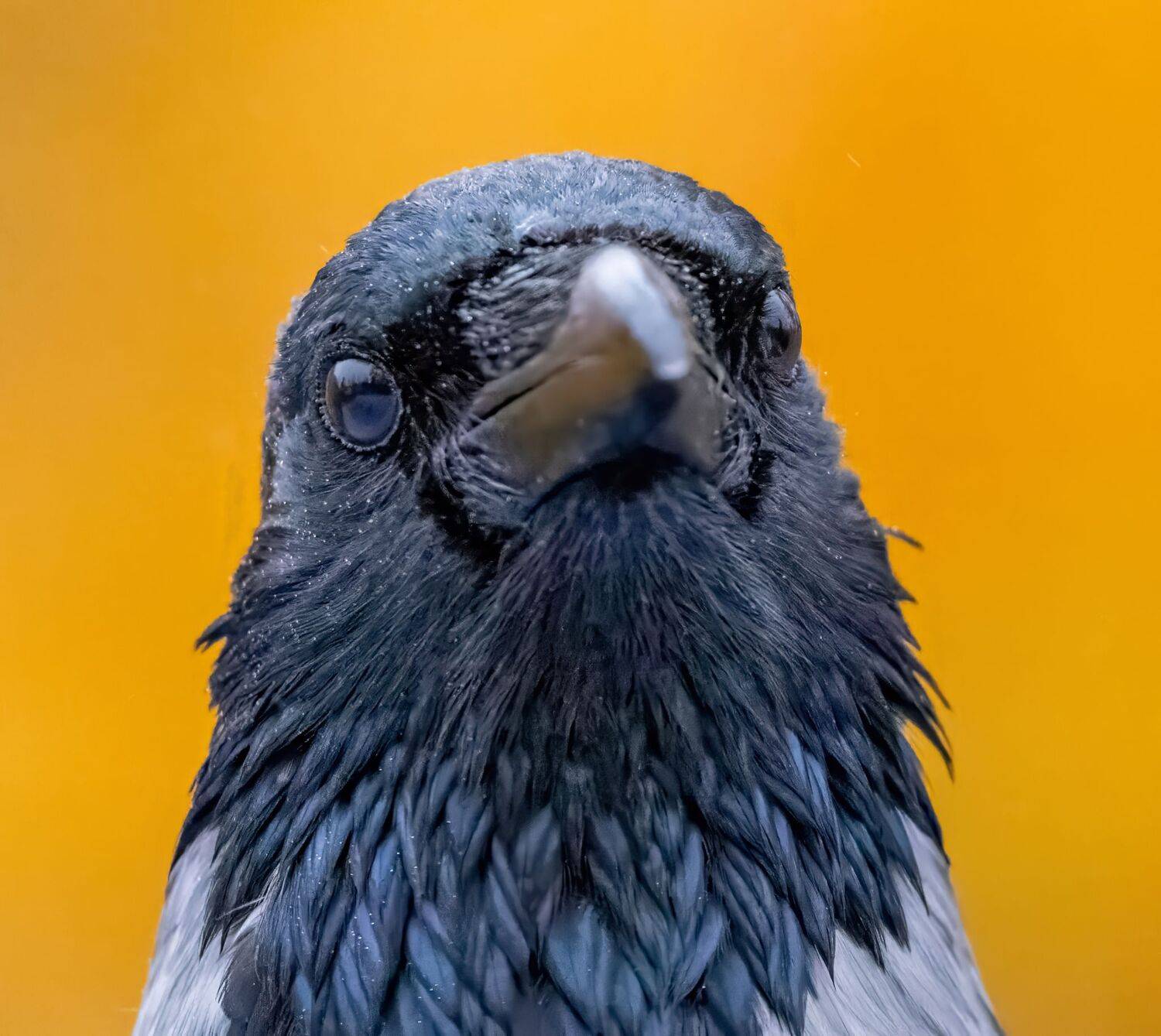 , Дэм Константин