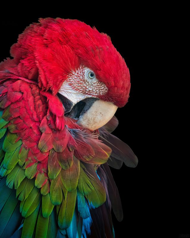 *** фото превью