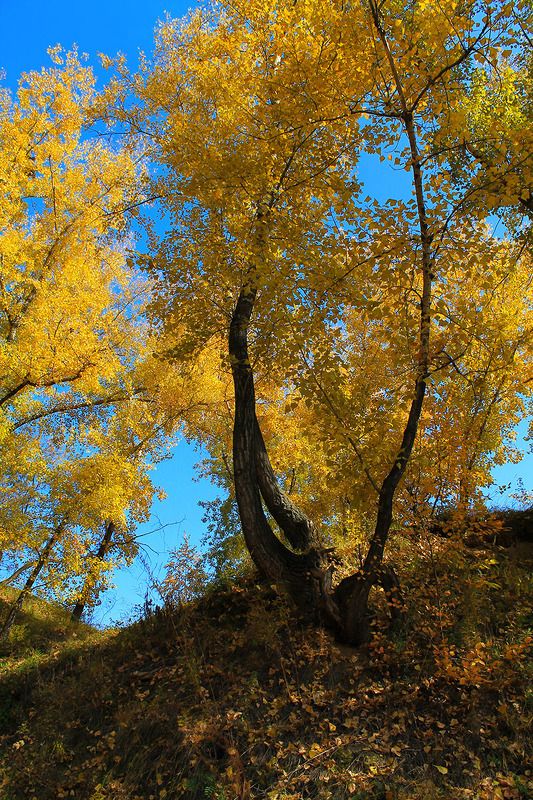 осень, сибирь, россия .... фото превью