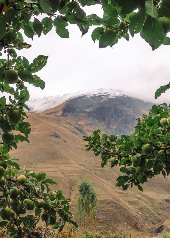 Яблони и горы…  Apple trees and mountains… фото превью