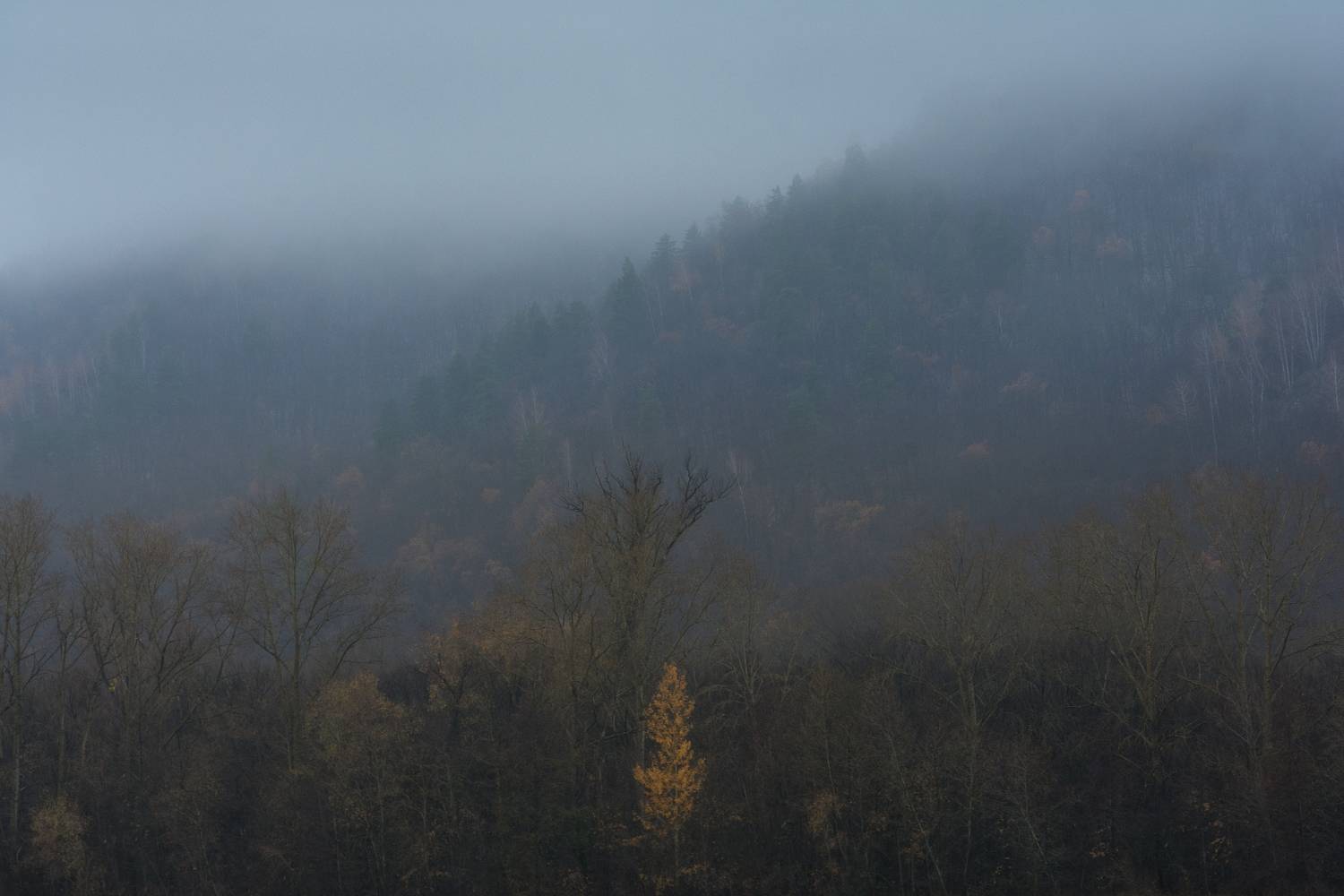 , Алексей Проняхин