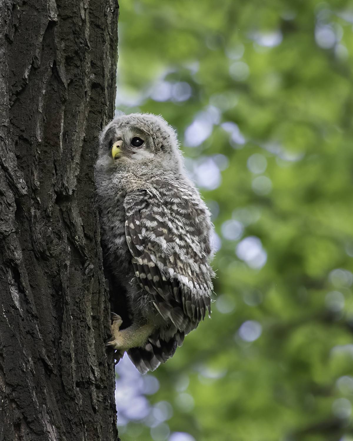 птенец, дерево, подъём, Сытина Наталия