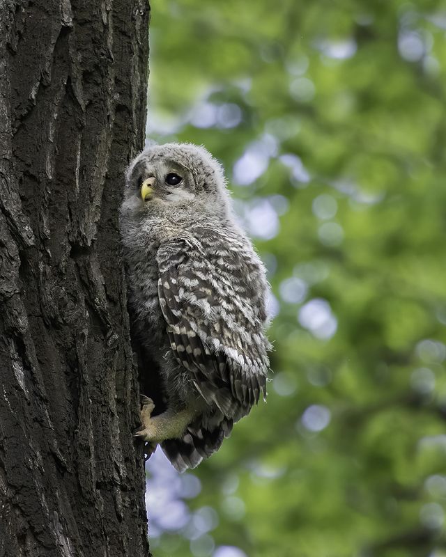 птенец, дерево, подъём Вертикальный подъём фото превью