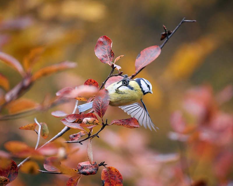лазоревка птичка Лазоревка фото превью