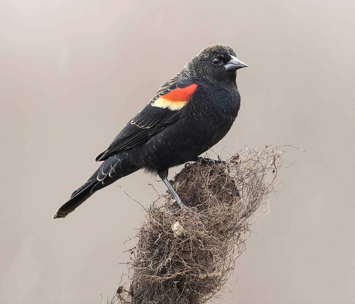 красноплечий чёрный трупиал, red-winged blackbird, трупиал, blackbird,зима, Etkind Elizabeth