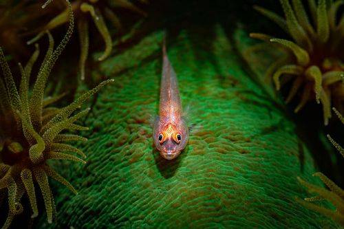Goby fish