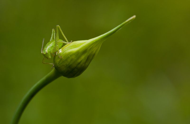 Зеленый на зеленом :))) фото превью